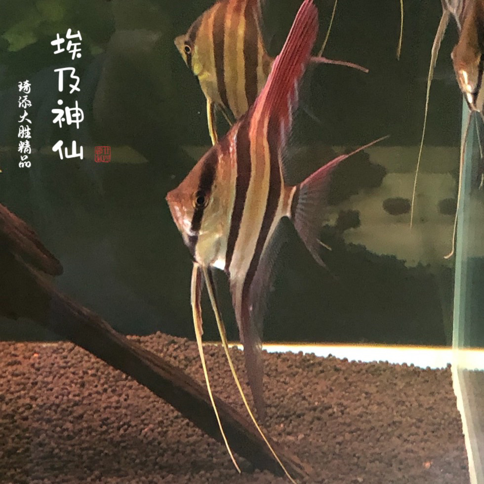 鱼乐圈 埃及神仙大合集小型热带观赏鱼