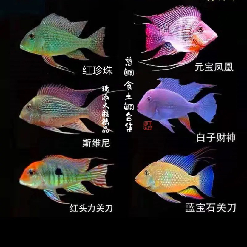 鱼乐圈 食土鲷宝石关刀大合集小型热带观赏鱼