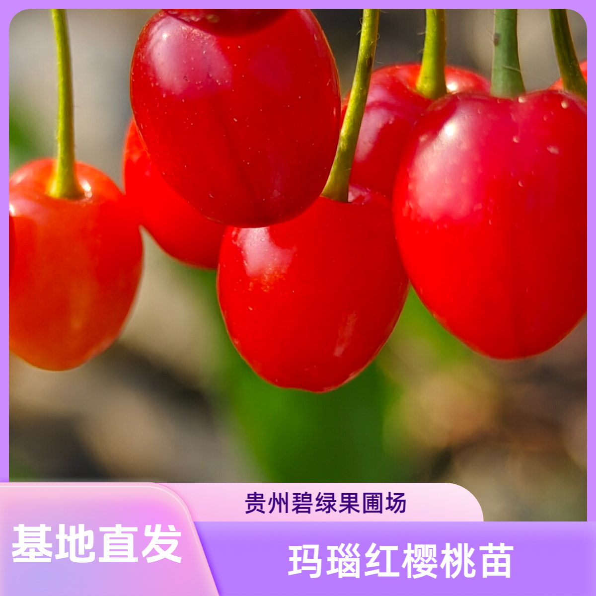玛瑙红樱桃  早熟高产   南北方可种植[颜色靓+大果型+好管理]