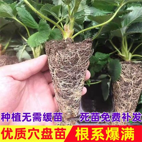 四季奶油白草莓苗地栽盆栽大棚阳台种植当年结果带土穴盘草莓秧苗