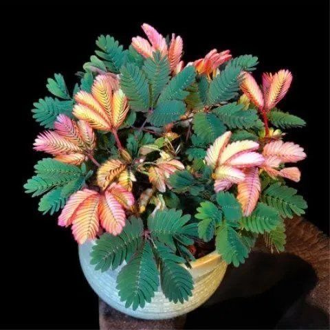 四季盆栽含羞草种子植物室内好养桌面花草羞羞草绿色植物害羞草