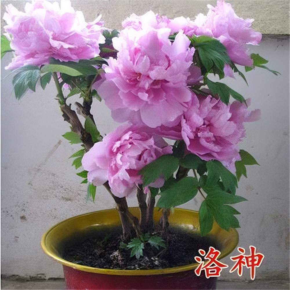 四季种植多款可选盆栽牡丹花种子花卉种子阳台庭院阳台盆栽种植