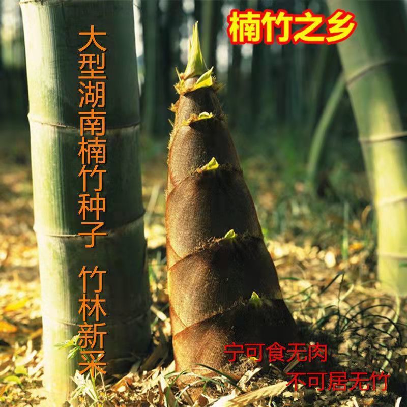 大型楠竹种子巨龙竹种子易种可食用竹笋种植四季种植多年生