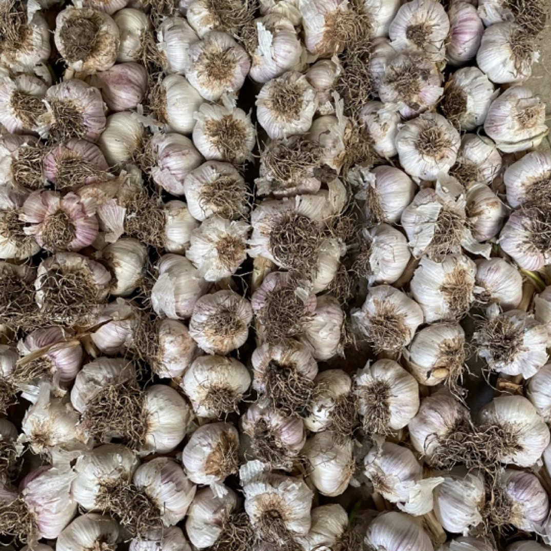 宝坻红皮大蒜六瓣红四六瓣老品种50头一辫带辫发货