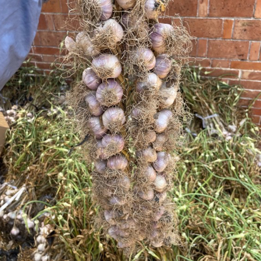 100头带辫发货宝坻林亭口六瓣大蒜六瓣红紫皮大蒜