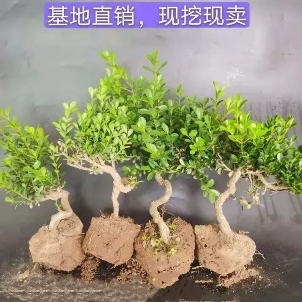 直播链接 一物一拍 请勿直接付米黄杨盆景造型四季常青绿植盆栽