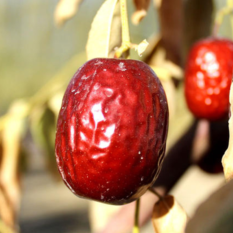 新疆2025新枣和田大枣正宗和田大枣营养枣香精选