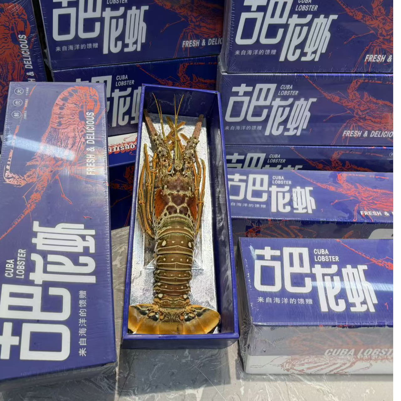 古巴龙虾1.5斤一只