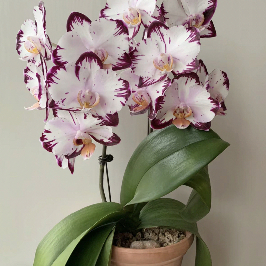 哈根达斯蝴蝶兰2.0花苗一棵（刚扎根）介意勿拍