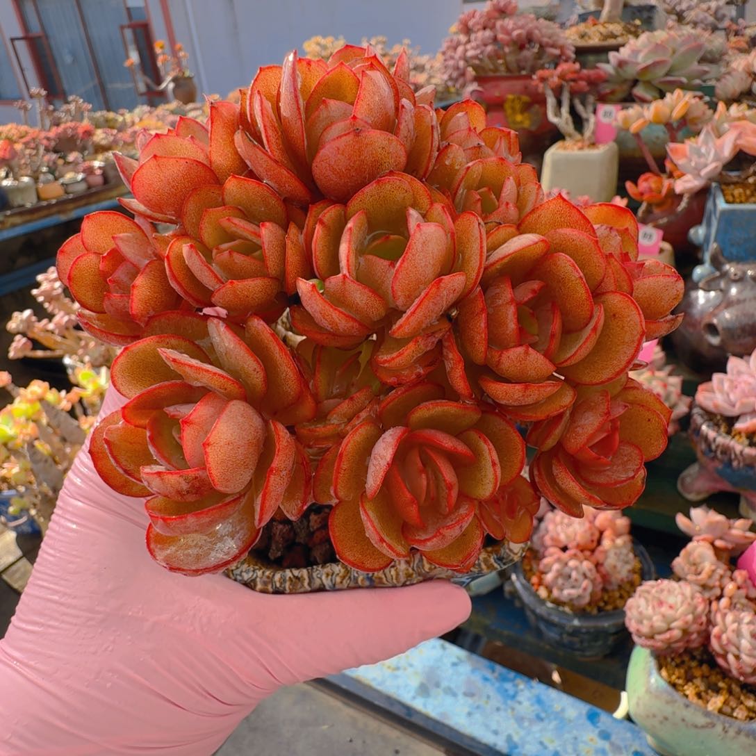 一图一物拍68包顺丰