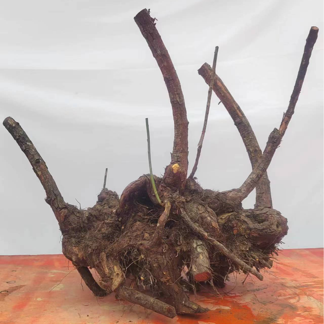 山木香（红刺藤小果蔷薇）