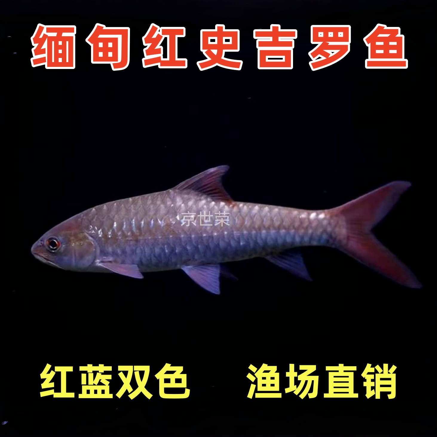 缅甸红史新光唇吉罗鱼红蓝吉罗发色史氏原生溪流淡水冷水观赏鱼苗