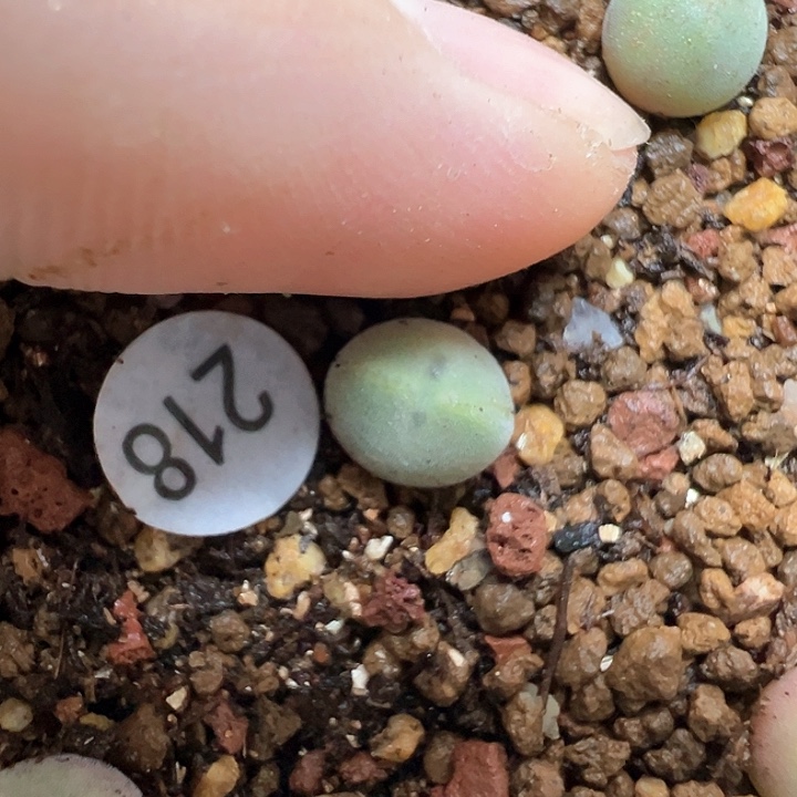 空蝉0.8cm1颗（脱土）218