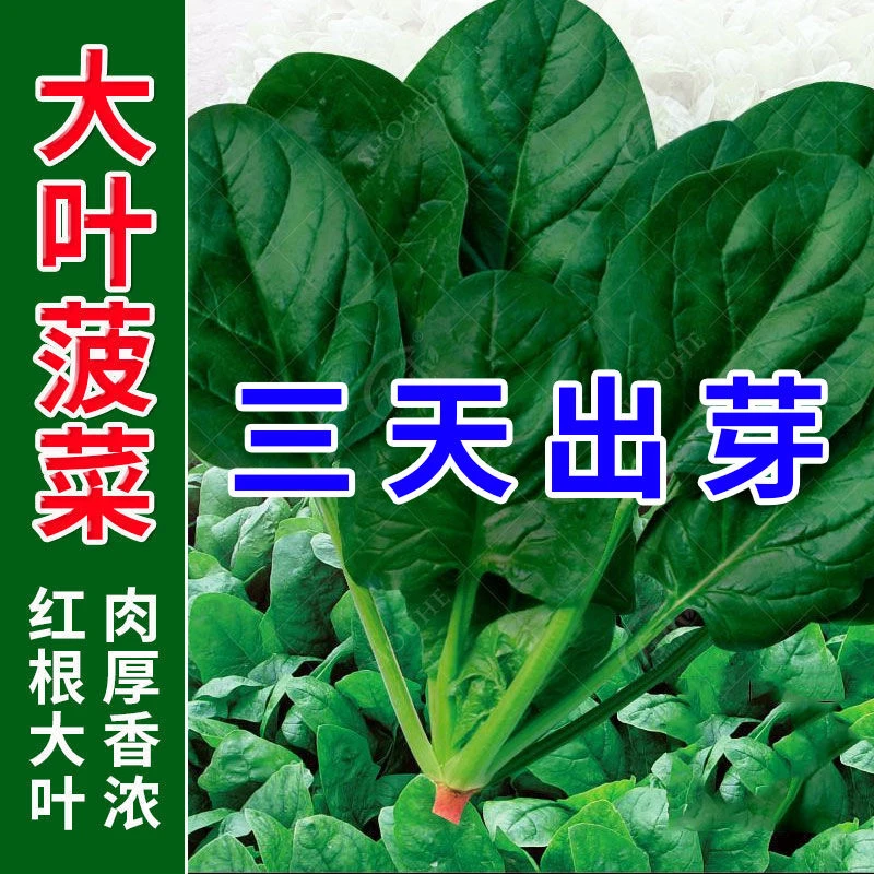 夏季秋季四季蔬菜波菜种子超耐热夏播王菠菜种子种籽蔬菜种子