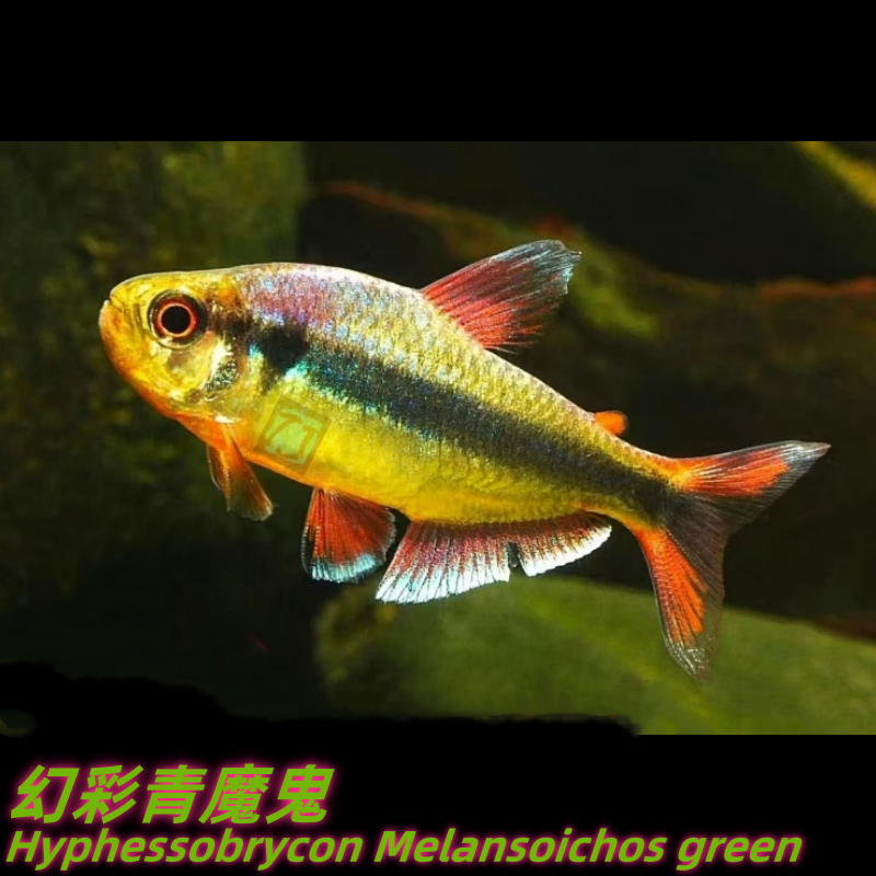 幻彩青魔鬼 巴西野采灯鱼 包损/满额包邮 @【TJ水族社】