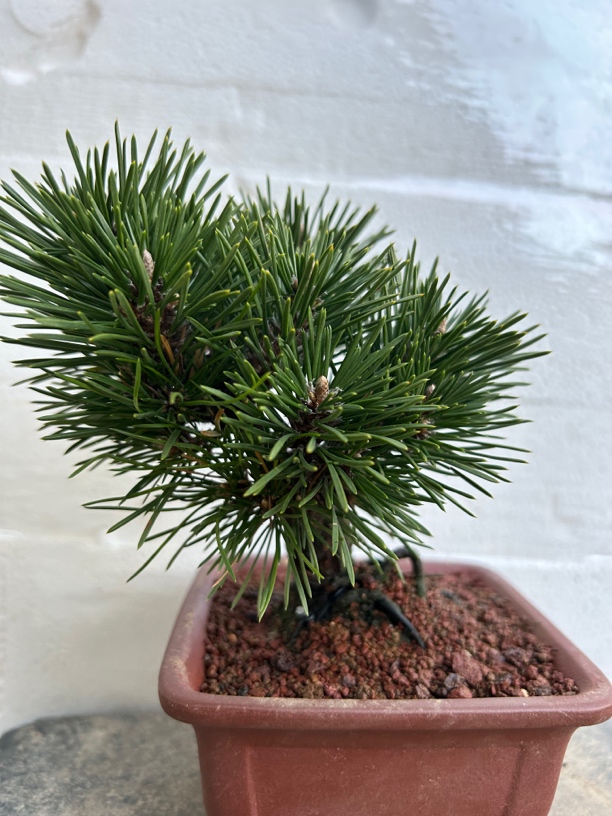 浙小园艺黑松五针松罗汉松直播间链接