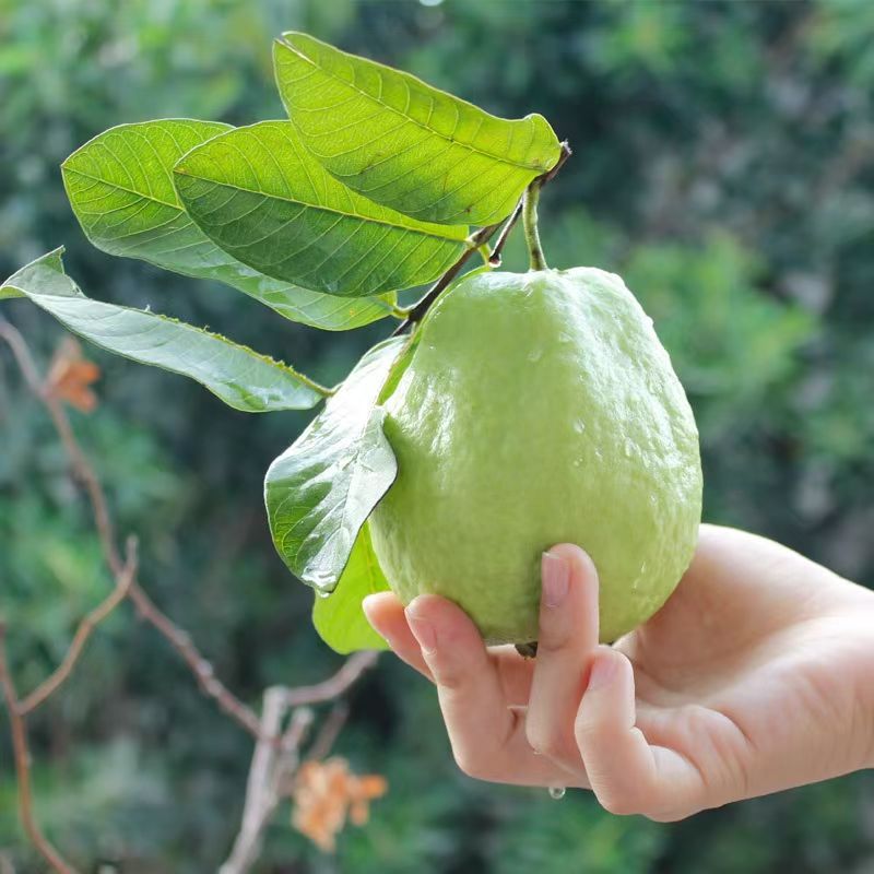 【奶油芭乐】【时令应季】,1件4-7颗