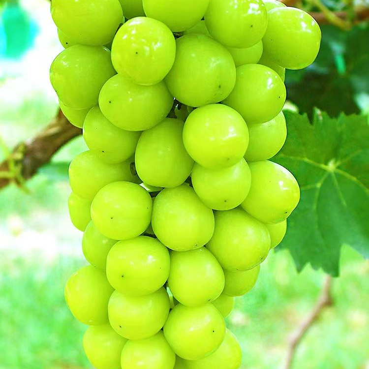 【阳光玫瑰】4-5斤，京东包邮