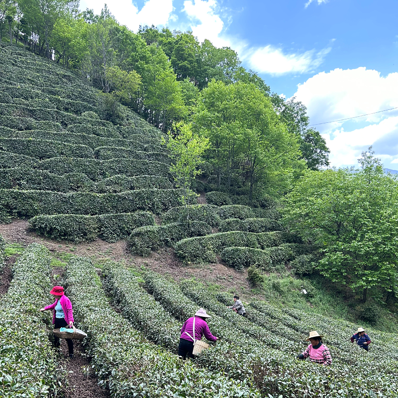 高山云雾绿茶神农架炒青绿茶2025新茶现货原产地高山茶