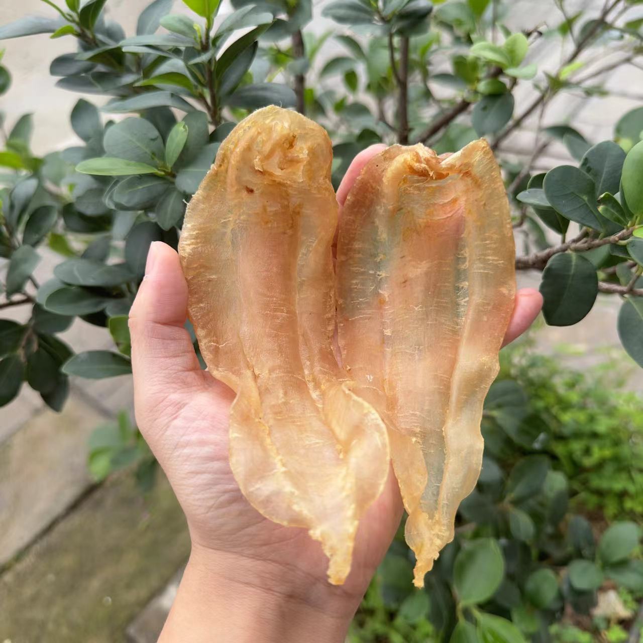 芝麻姐老土鳘公胶干货鱼胶足干滋补日常煲汤好物料食用添加