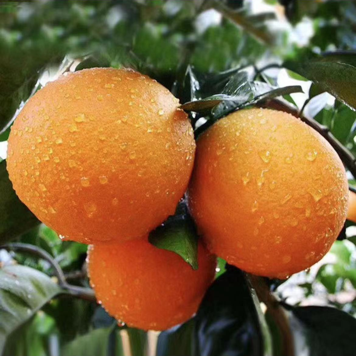 赣南脐橙正宗江西新鲜当季水果现摘现发皮薄肉嫩产地直发赣州发货