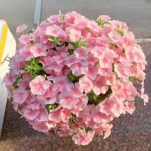 进口网红宿根福禄考种子(送种子)