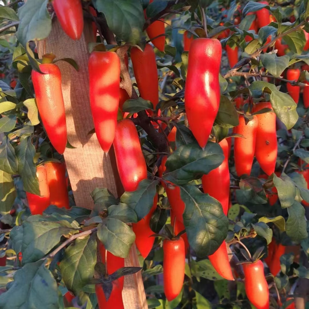 老鸭柿梦之雫嫁接苗不带果，盆景盆栽