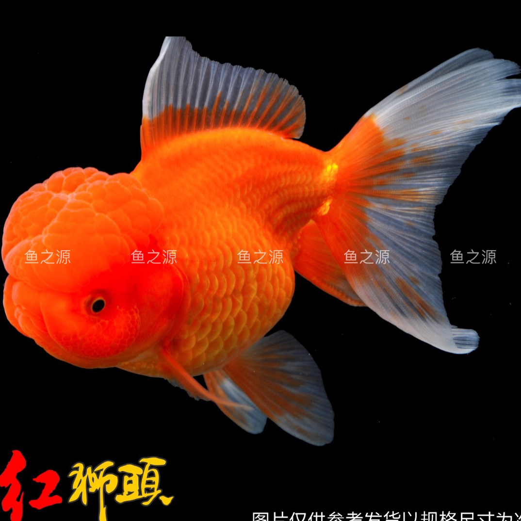 ［无开箱视频不售后包开箱活］淡水鱼冷水鱼观赏鱼金鱼龙睛狮子头