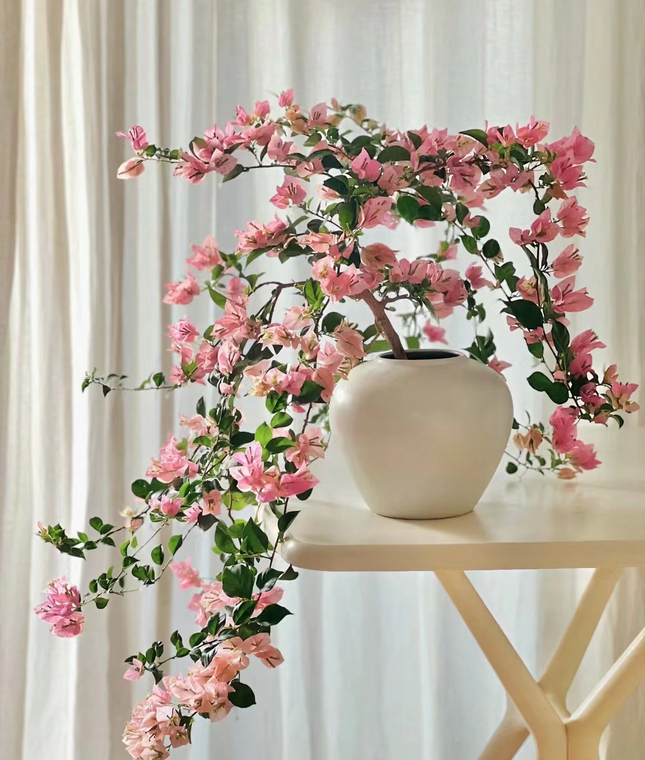 壹涧【0.5加仑盆彩色三角梅单盆】一物一拍勤花三角梅庭院观花植物