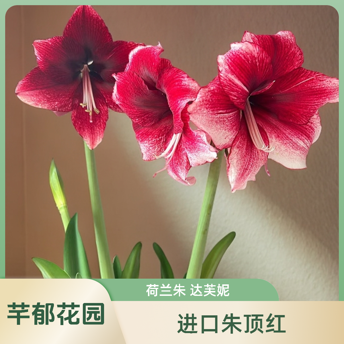 Y 现货达芙妮种球 进口朱顶红荷兰球适合室内阳台庭院植物