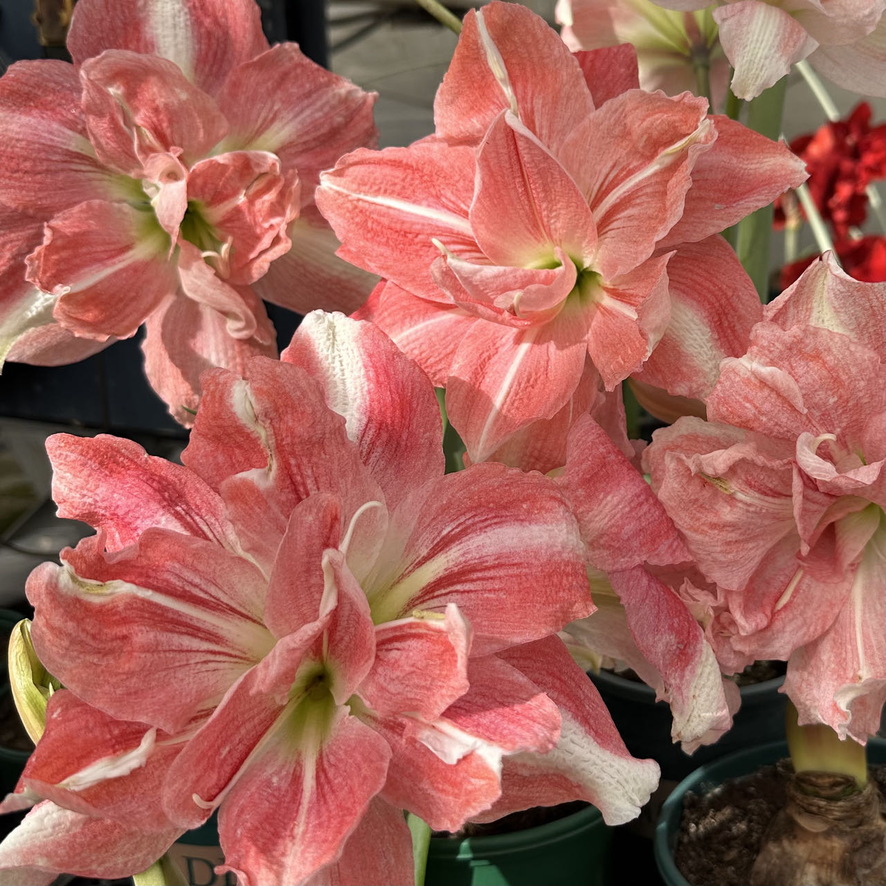 【佳乐】玫瑰花漾种球 进口朱顶红南非球适合室内阳台庭院植物