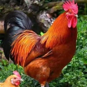 良凤大红公鸡10斤左右顺丰发货