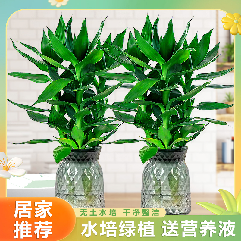 盼花归【拍一发二】水培绿植观音竹盆栽好养净化空气客厅卧室易活