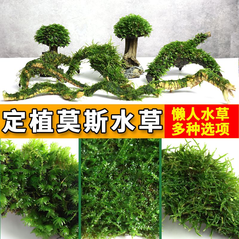 莫斯树网片散装阴性大三角凤尾莫斯垂泪新手入门水草草缸沉木观赏