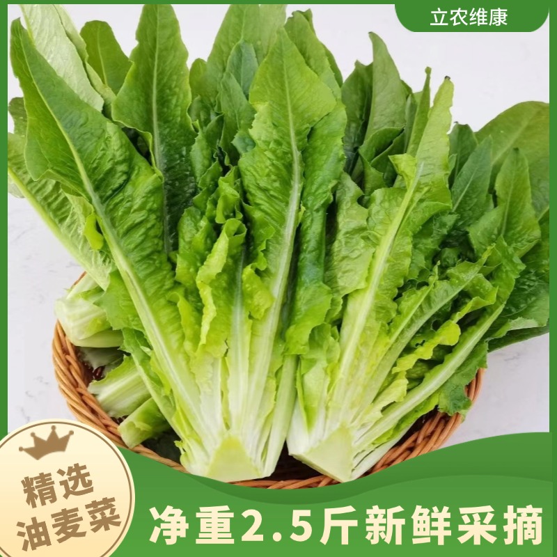 【立农维康】油麦菜 云南高原绿色蔬菜净重2.5斤顺丰包邮健康鲜香美