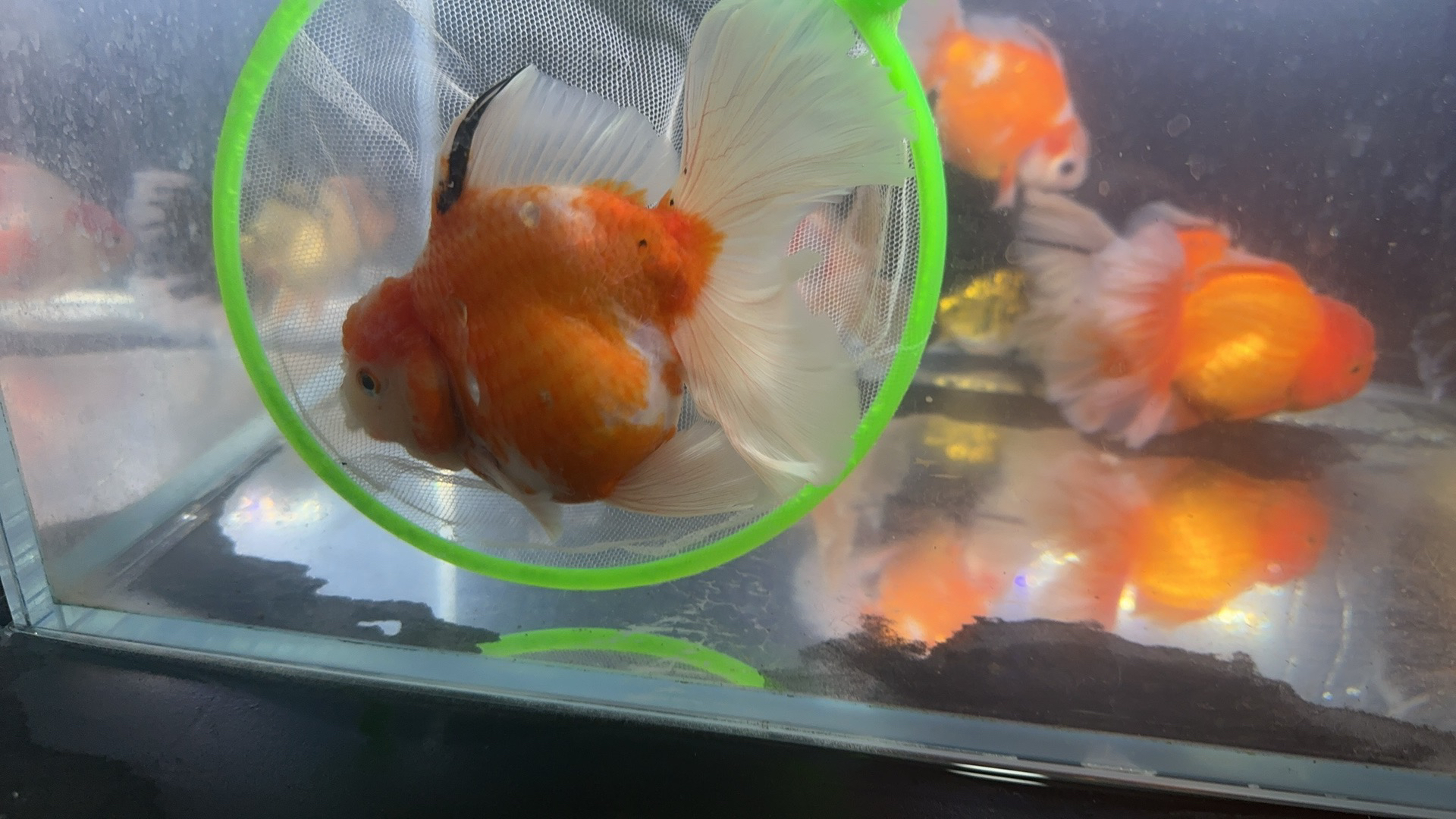 千褶泰狮婚纱尾大头瘤将军体