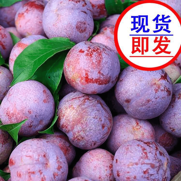 福利【5斤大果】福建芙蓉李红心李非三华李酸甜爽口包邮1/3/5斤包邮