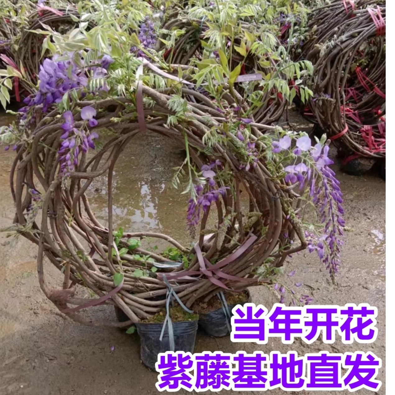 【囯藤丰花紫藤】长藤紫藤花树苗庭院花墙拱门别墅廊架爬藤植物对版