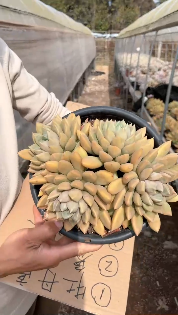 【闪购商品】12-20 象牙