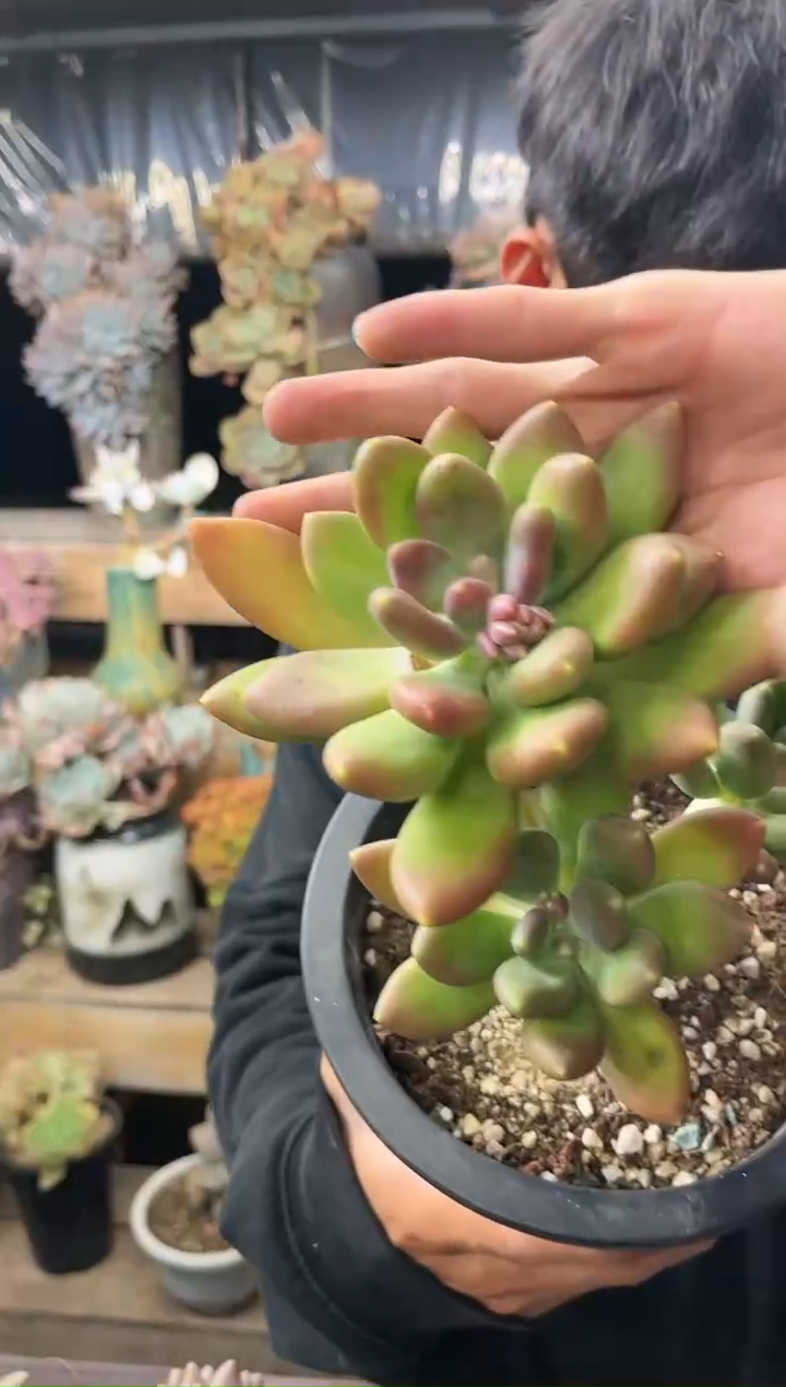 【闪购商品】12-26 芒果奶