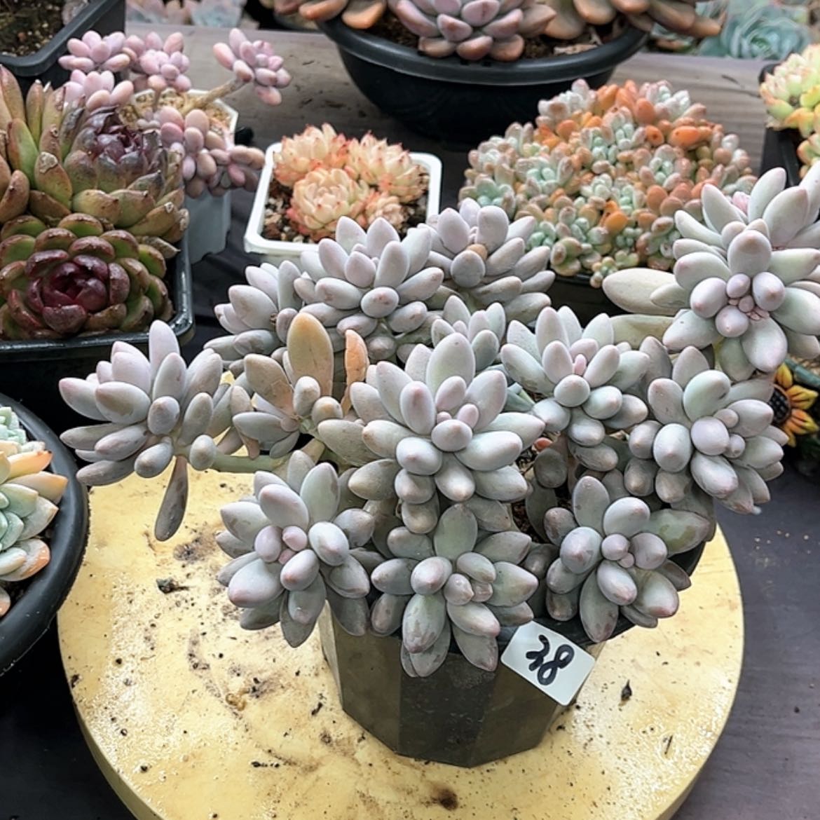 【闪购商品】笔**然38多肉