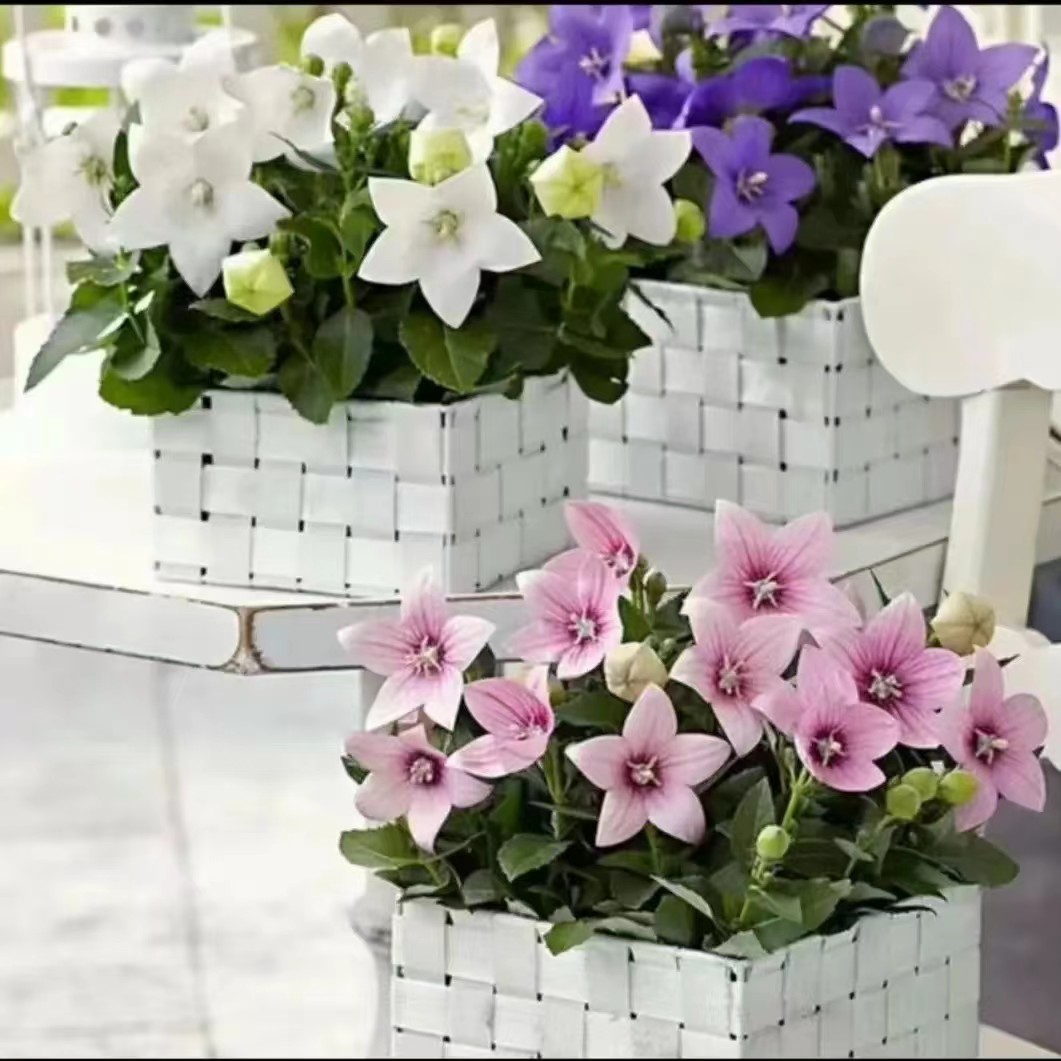 中华桔梗四季开花多年生阳台地栽盆栽庭院