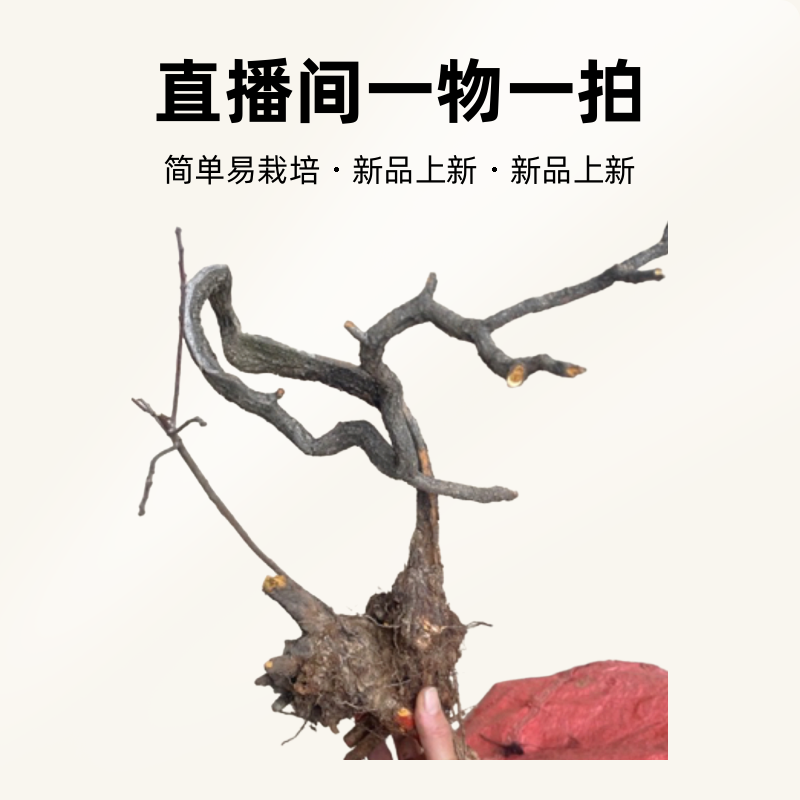 黄栌5链接直播间绿植一物一拍