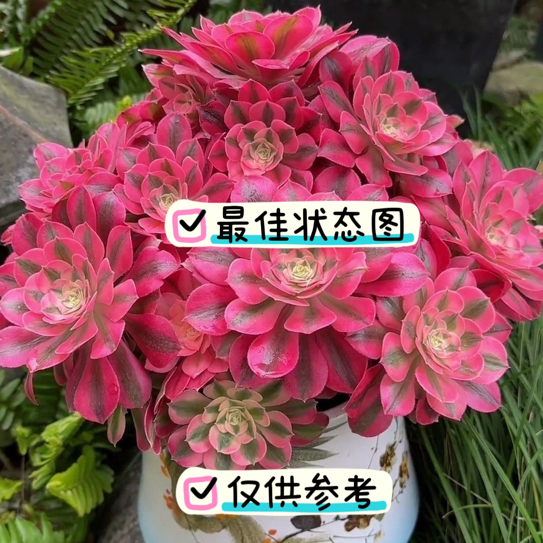 花颜园艺多肉法师缀化 造型美观  直播间一物一拍