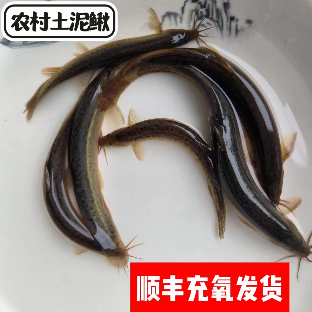 湖南农村野泥鳅鱼活体顺丰发货生态土泥鳅新鲜活鱼土青鳅黄鳅板鳅