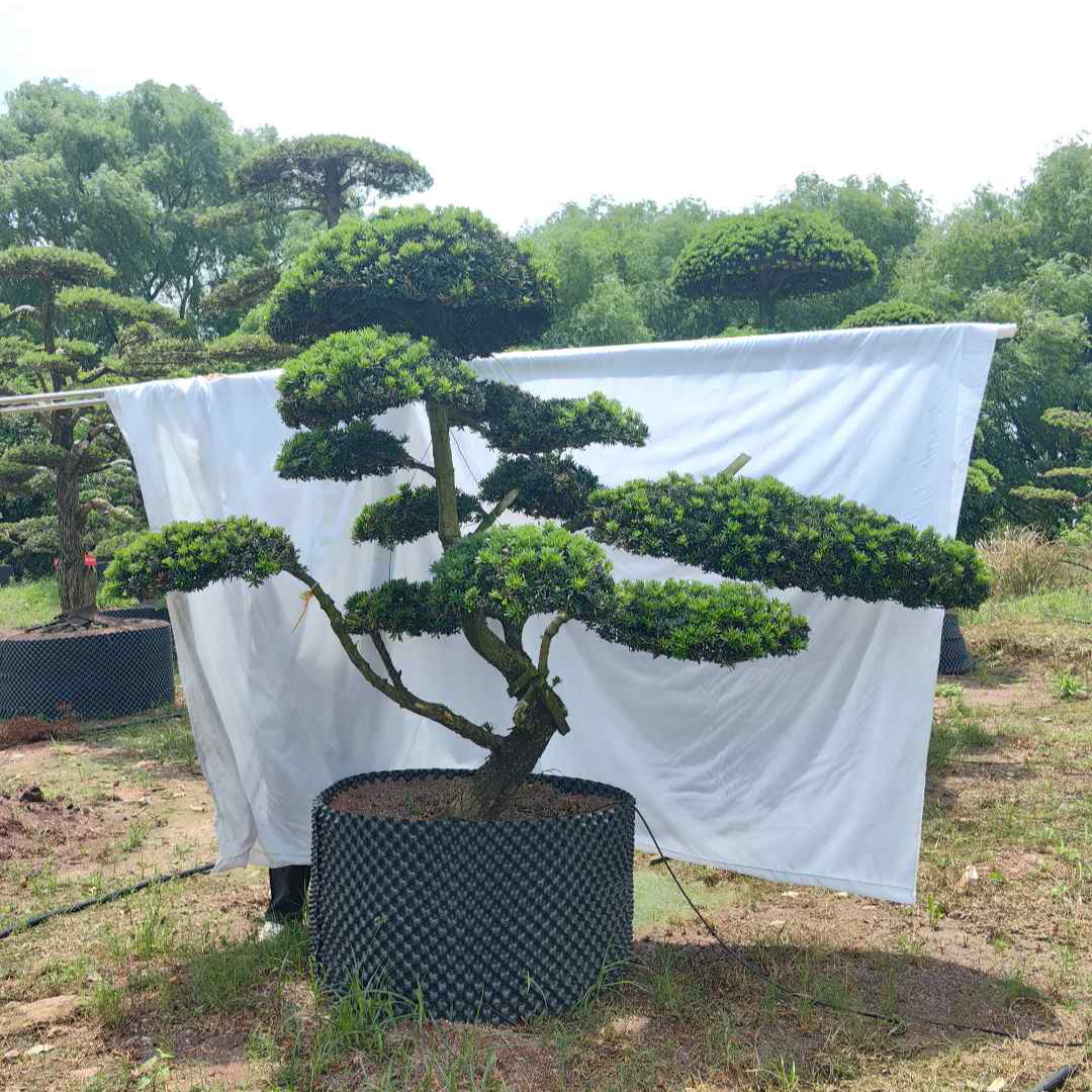 别墅庭院罗汉松造型树四季常青不落叶盆栽地栽种植景观树基地发货