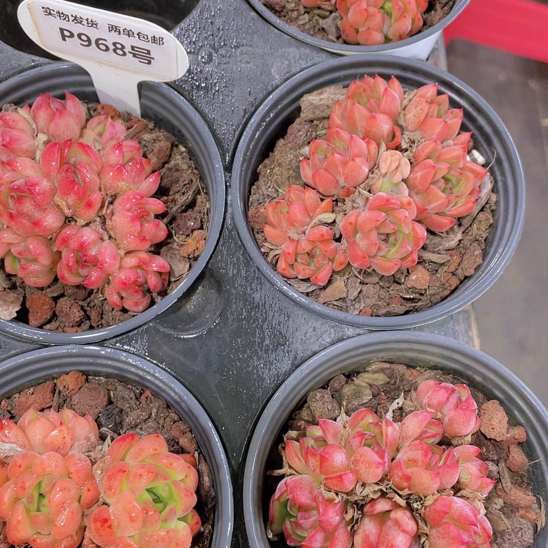 P968  全状态蔓越莓群