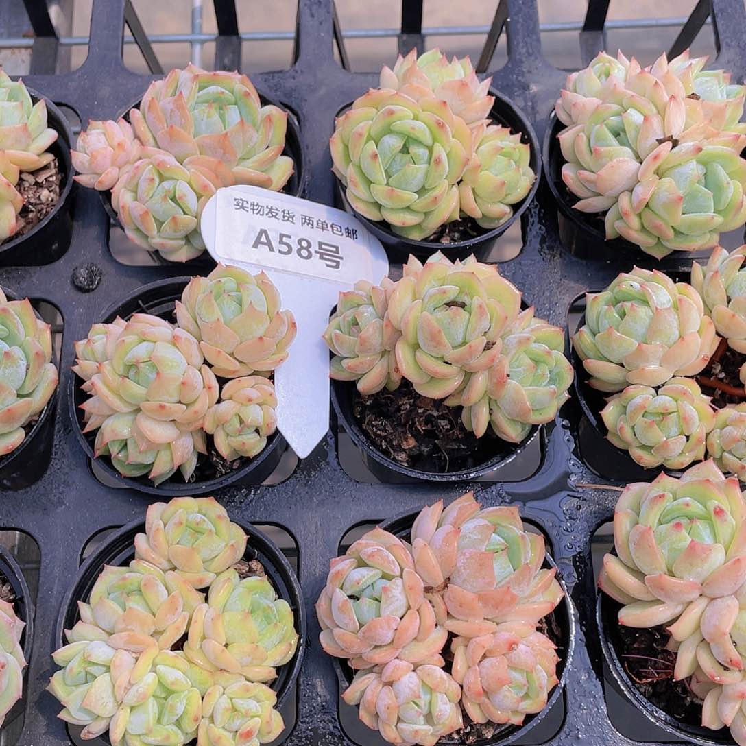 A58-精品海盐薄荷群买一送一