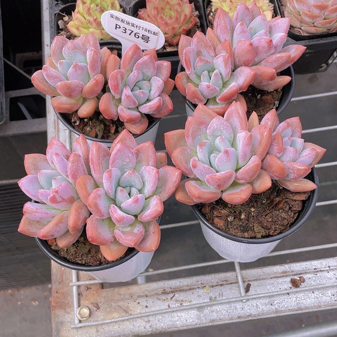 P376号 全状态香水奥普