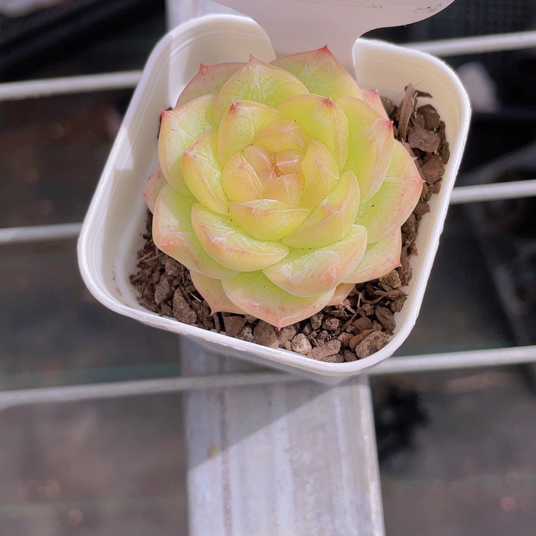 1205号 黄透珍妮糖心
